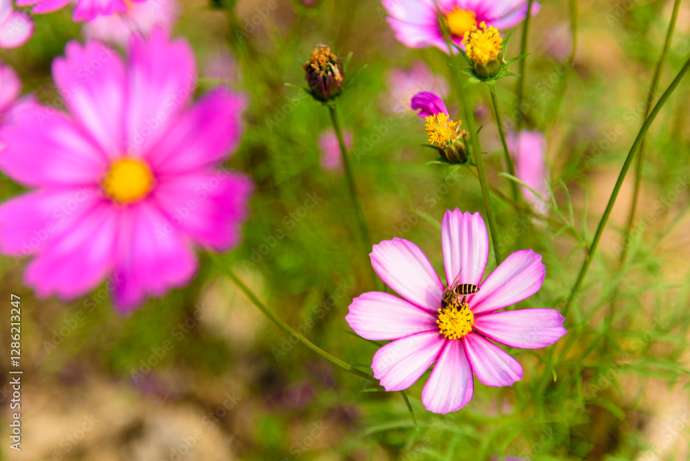 A little bee collects nectar from Gesang flower. Natural rural scenery in spring.
A little bee collects nectar from Gesang flower. Natural rural scenery in spring.