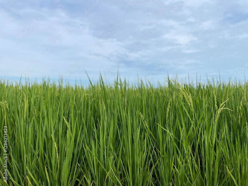 A close-up view of a vibrant green rice paddy field under a bright blue sky in Sekinchan, Malaysia. A close-up view of a vibrant green rice paddy field under a bright blue sky in Sekinchan, Malaysia.