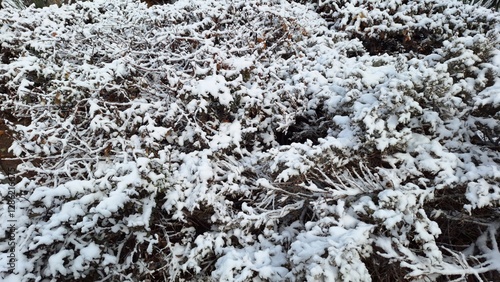 Snow on the bushes in the park