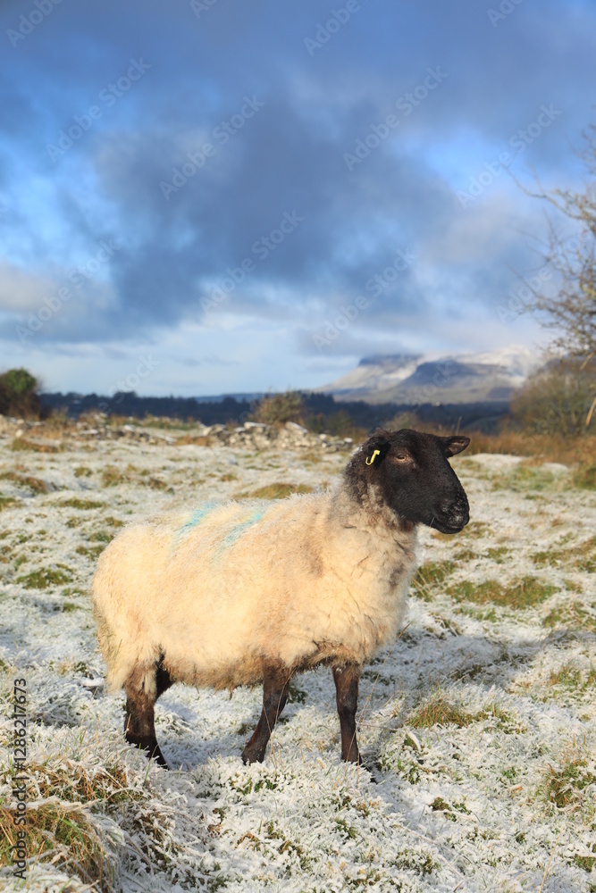 Obraz premium Sheep - a Suffolk breed ewe standing in snow-covered field with Benbulben Mountain visible in background in rural County Sligo, Ireland