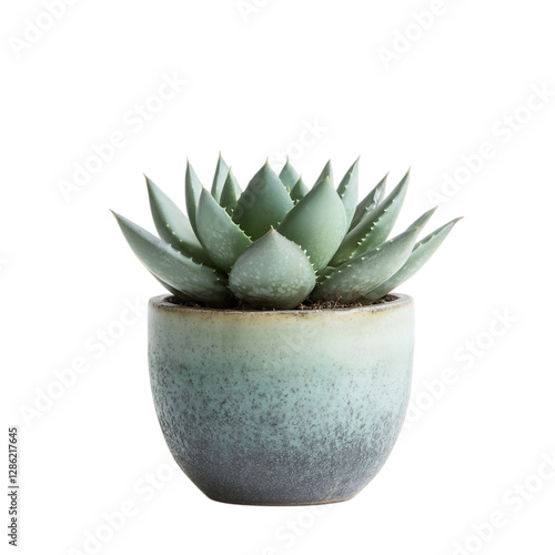 A Small Potted Aloe Vera Plant with Thick Succulent Isolated on Transparent Background