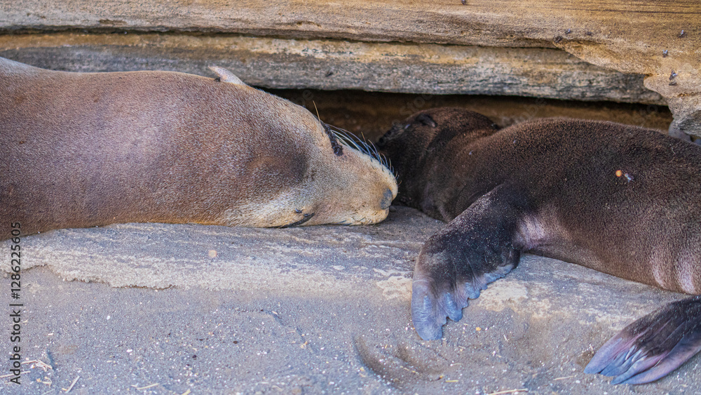 Tier- und Vogelwelten auf den Galapagos Inseln Tier- und Vogelwelten auf den Galapagos Inseln