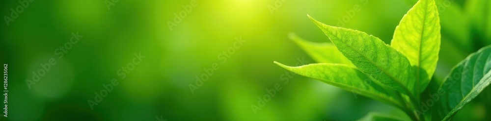 Obraz premium Pale yellow-green leaves on vibrant plant, close-up, fresh, spring, tone