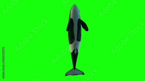 A high-quality 4K animation of an orca (killer whale) swimming in a seamless loop, viewed from below, on a clean green screen background. The whale gracefully swims and passes above the camera, making