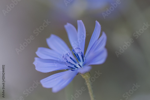 close up filigree pollen pistils, purple flower with blue pollen pistils, close-up of common chicory, purple petals, chicory in full bloom, pastel-colored flower, blue petals Cichorium intybus