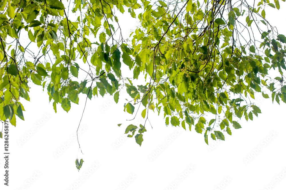 Tropical tree leaves and branch foreground
Tropical tree leaves and branch foreground