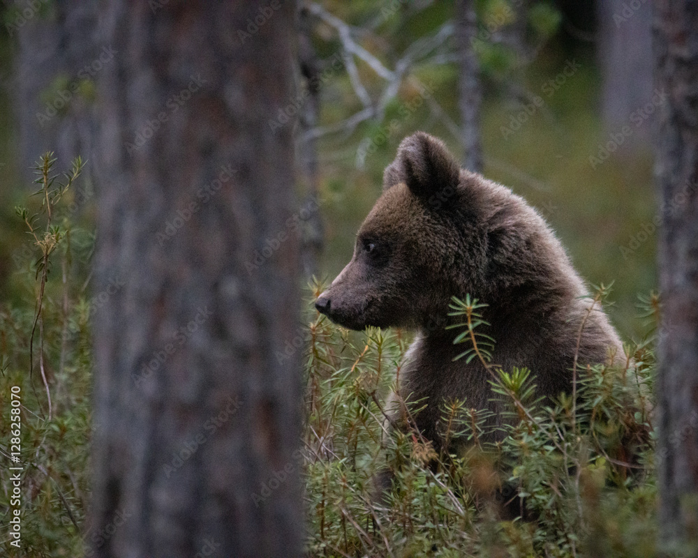 Obraz premium brown bear cub