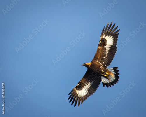 golden eagle in flight