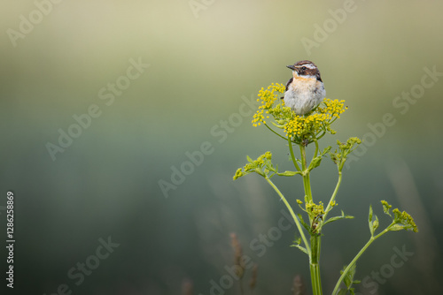 sparrow on a branch