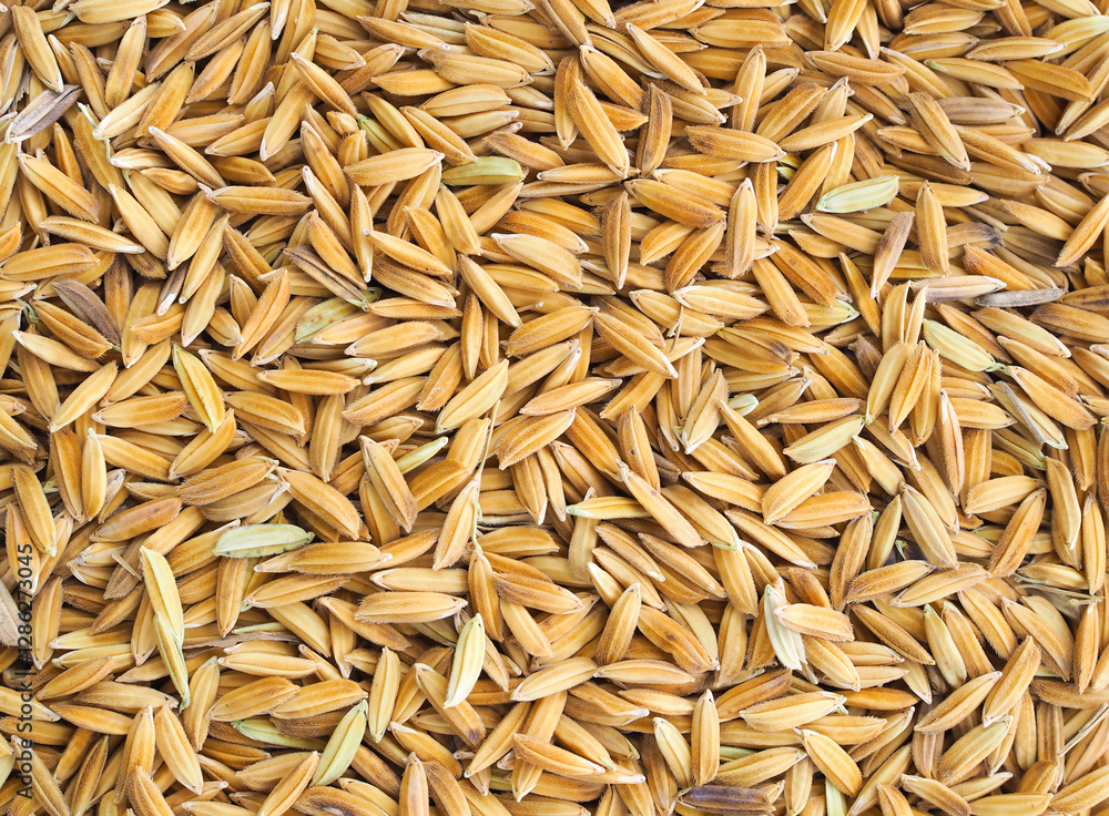 paddy seed rice nature texture background. nature food paddy seed rice nature texture background. nature food