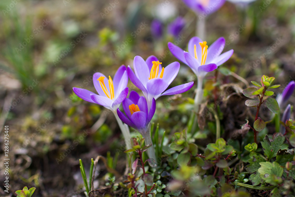 crocus flowers in the garden - spring flowers crocus flowers in the garden - spring flowers