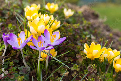 Obraz na płótnie crocus flowers in the garden - spring flowers w salonie