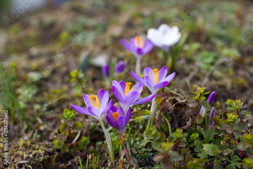 Obraz na płótnie crocus flowers in the garden - spring flowers w salonie