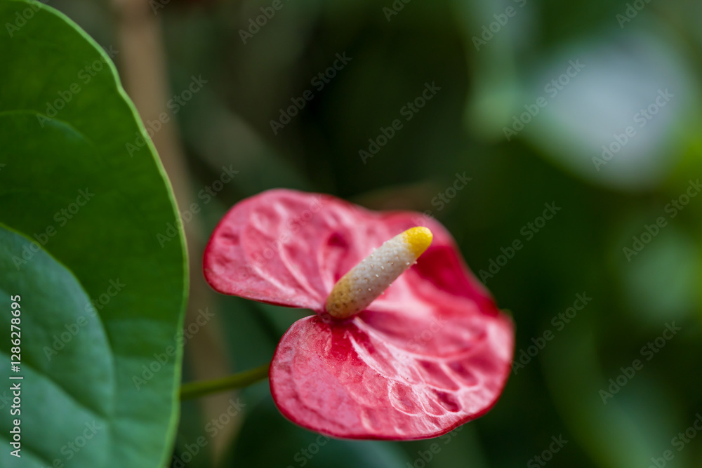 Red Anthurium with surrounding green leaves and nice bokeh Red Anthurium with surrounding green leaves and nice bokeh