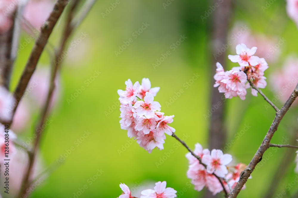 Fototapeta premium Soft Pink Cherry (Sakura) Blossoms on Branch