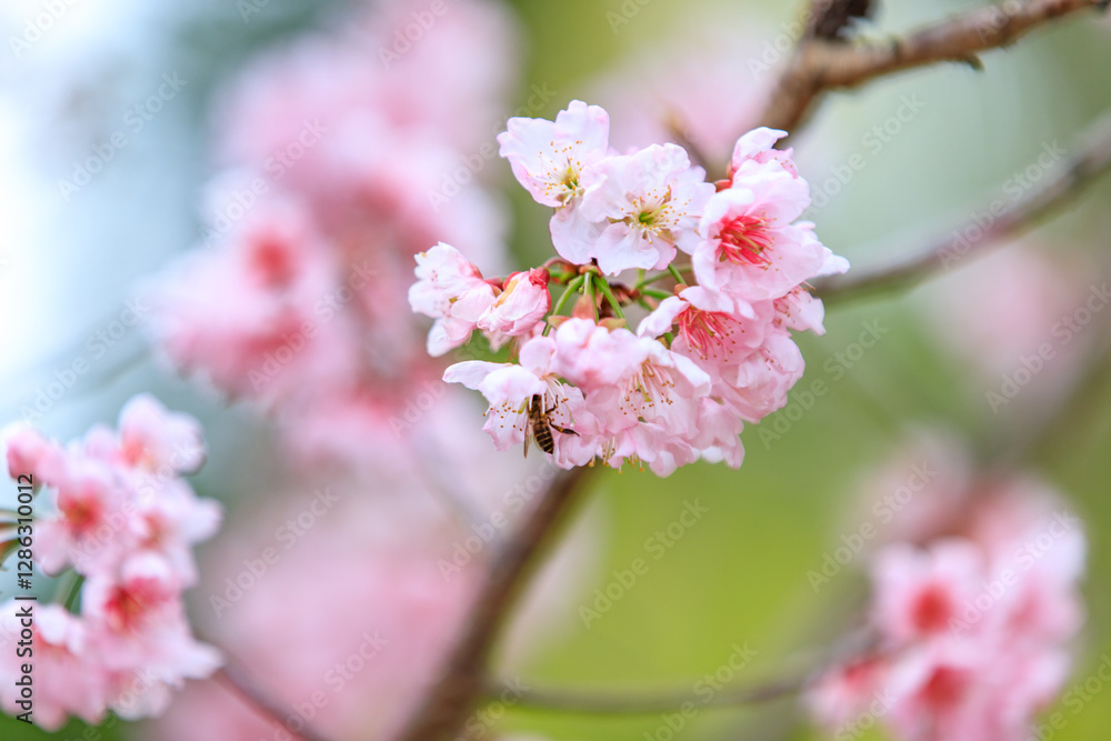 Beautiful Cluster of Pink Cherry (Sakura) Blossoms in Spring Beautiful Cluster of Pink Cherry (Sakura) Blossoms in Spring