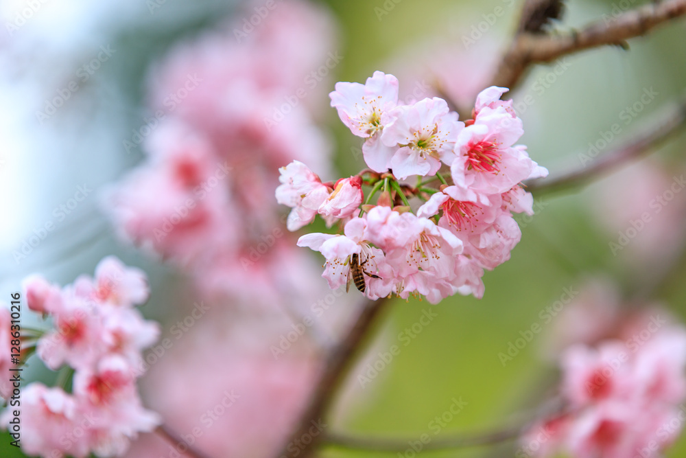 Beautiful Cluster of Pink Cherry (Sakura) Blossoms in Spring Beautiful Cluster of Pink Cherry (Sakura) Blossoms in Spring