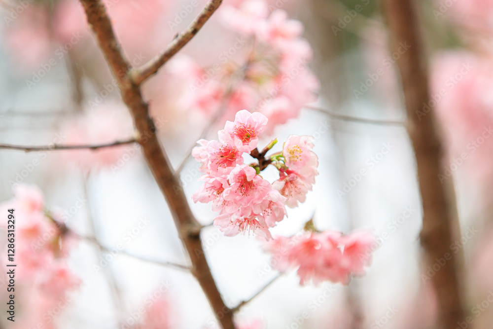 Beautiful Cluster of Pink Cherry (Sakura) Blossoms in Spring Beautiful Cluster of Pink Cherry (Sakura) Blossoms in Spring