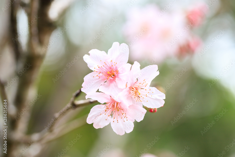 Beautiful Cluster of Pink Cherry (Sakura) Blossoms in Spring Beautiful Cluster of Pink Cherry (Sakura) Blossoms in Spring