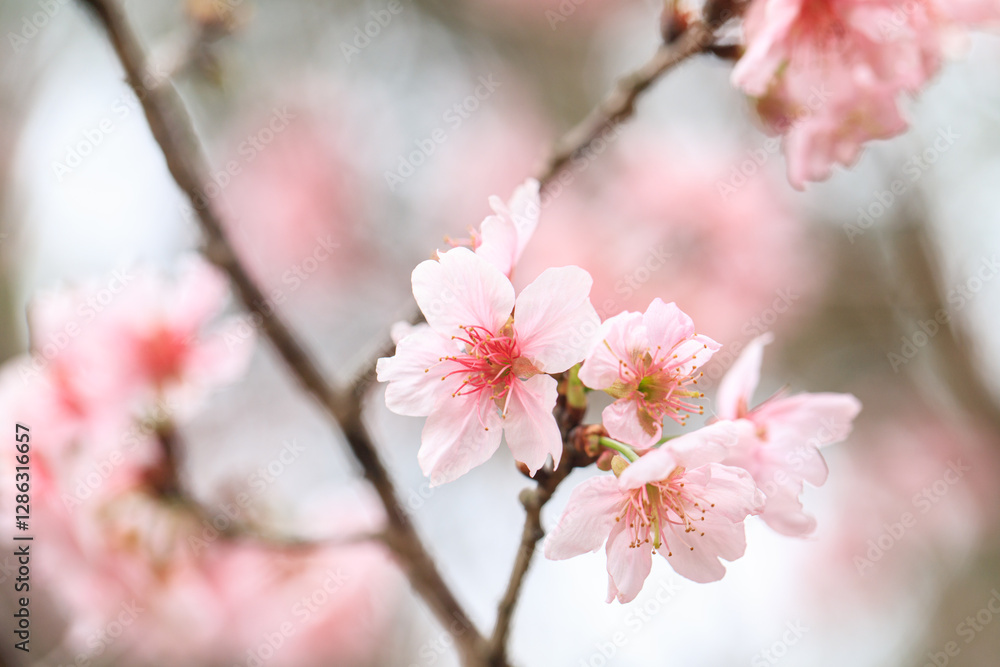 Beautiful Cluster of Pink Cherry (Sakura) Blossoms in Spring Beautiful Cluster of Pink Cherry (Sakura) Blossoms in Spring