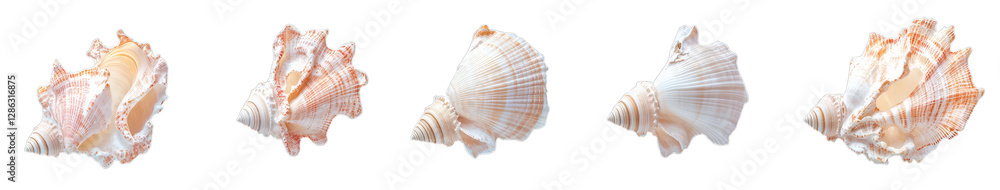 Collection of five varied sea shells on transparent background Collection of five varied sea shells on transparent background