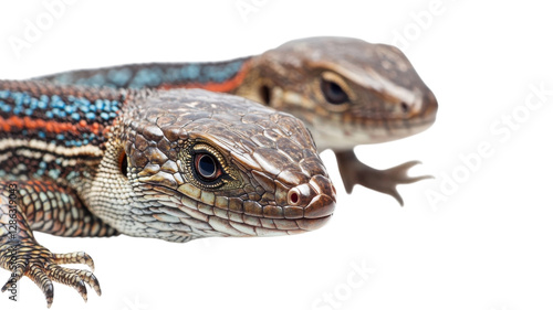 Obraz na płótnie Close-up view of colorful lizards showcasing intricate patterns and textures in a natural light setting w salonie