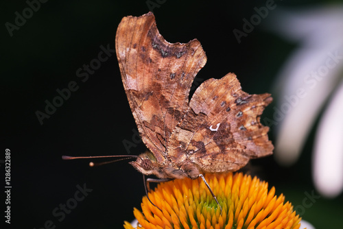 motyl rusałka rubekia 