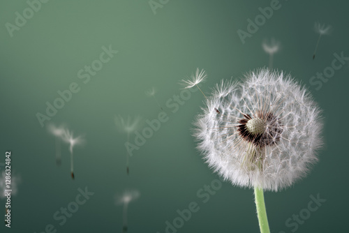 Beautiful dandelion flower plant with feathers on green turquoise color background. Spring nature macro photo.