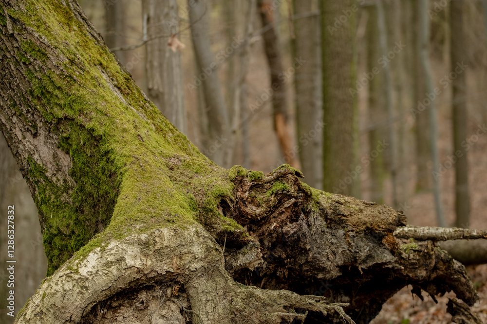 Ancient tree trunk partially covered in vibrant green moss stands like a living canvas, where emerald velvet patches contrast with bare bark, surrounded by scattered brown leaves. Ancient tree trunk partially covered in vibrant green moss stands like a living canvas, where emerald velvet patches contrast with bare bark, surrounded by scattered brown leaves.
