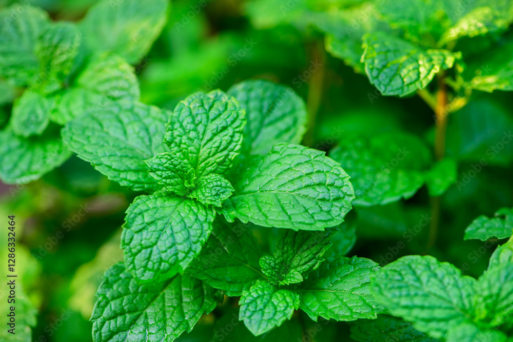 Fresh green leaves of mint, lemon balm, peppermint top view. Mint leaf texture. Mint leaves pattern spearmint herbs background Fresh green leaves of mint, lemon balm, peppermint top view. Mint leaf texture. Mint leaves pattern spearmint herbs background