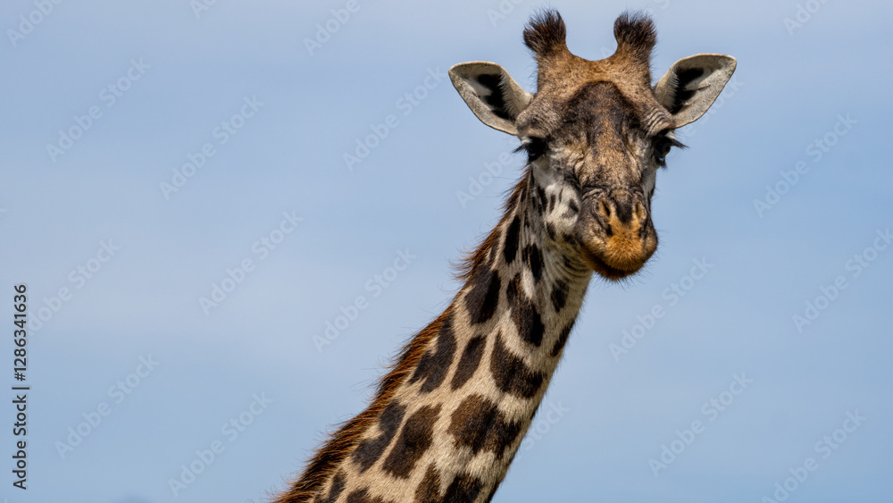 The Majestic Giraffe Thrives in Its Beautiful Natural Habitat, Showcasing Natures Wonder Serengeti Tanzania Africa The Majestic Giraffe Thrives in Its Beautiful Natural Habitat, Showcasing Natures Wonder Serengeti Tanzania Africa