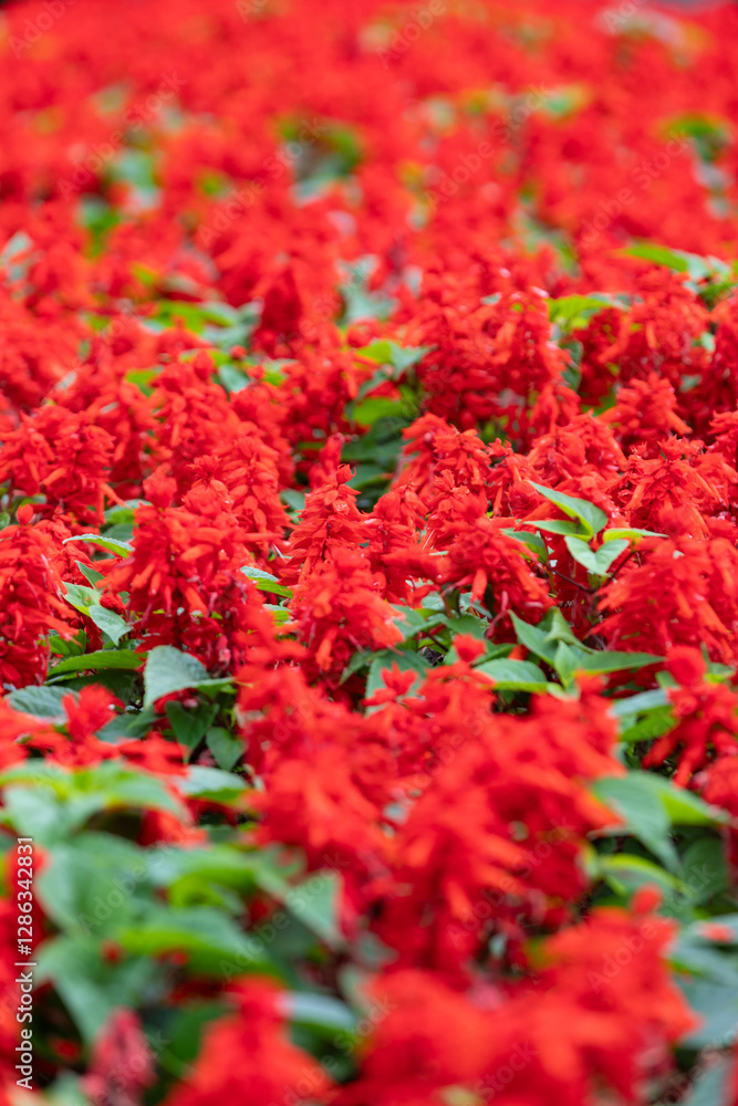 Vibrant Red Salvia Splendens Flowers in Full Bloom Vibrant Red Salvia Splendens Flowers in Full Bloom