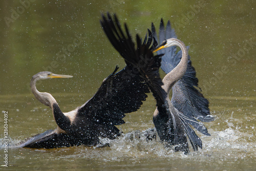 Oriental darters - Anhinga melanogaster, snakebirds two fighting in water. Photo from Wilpattu National Park in Sri Lanka.	 photo