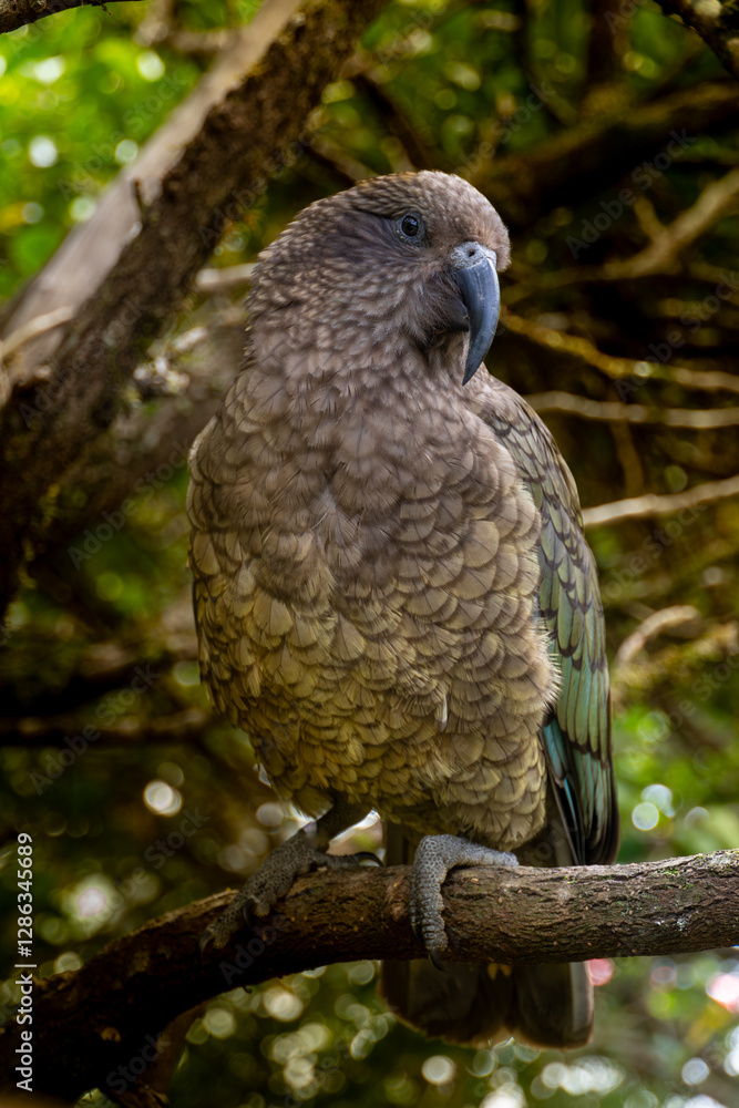 Fototapeta premium red tailed hawk