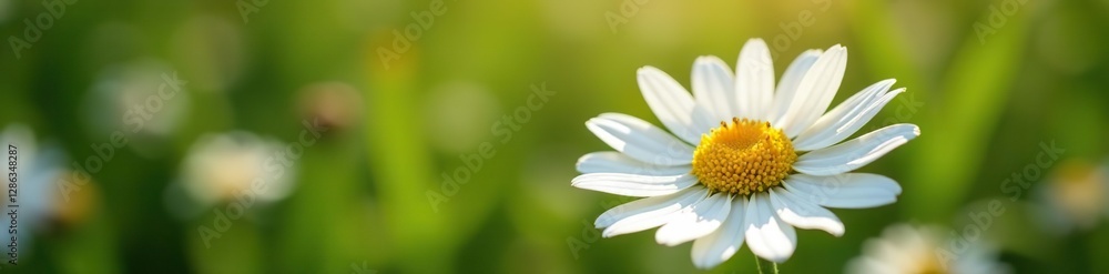 Fototapeta premium Chamomile daisy in full bloom with its stamens, blossom, flowers, nature