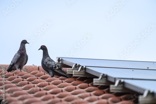 Tauben  und  Photovoltaik Anlage