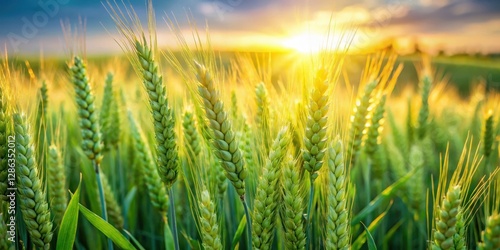 Wheat and tares intertwined in a vibrant green field with sunlight filtering through, highlighting the contrast between natural beauty and potential harm , wheat, tares photo