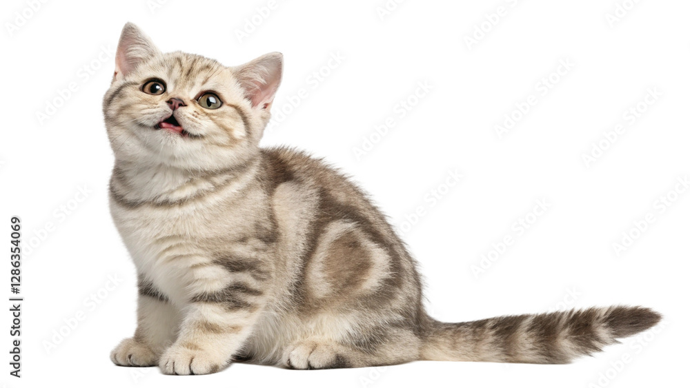 scottish fold cat isolated on transparent background scottish fold cat isolated on transparent background