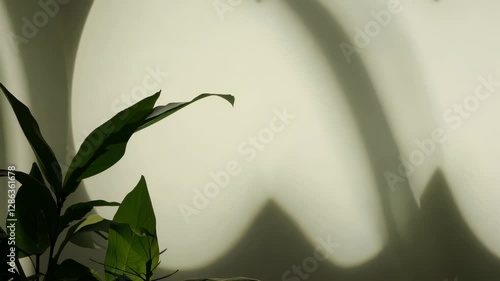Dancing plant shadows on sunlit wall creating mesmerizing patterns