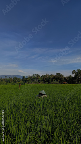 Farmer with Traditional Hat Working in Vast Green Rice Field Under Clear Blue Sky