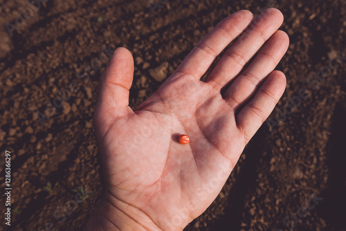 Farmer maize grower holding red corn seed chemically treated with bird-repellent during sowing season