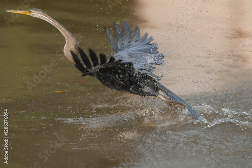 Oriental darter - Anhinga melanogaster, snakebird starting to fly in water with spanned wings and splash. Photo from Wilpattu National Park in Sri Lanka. photo