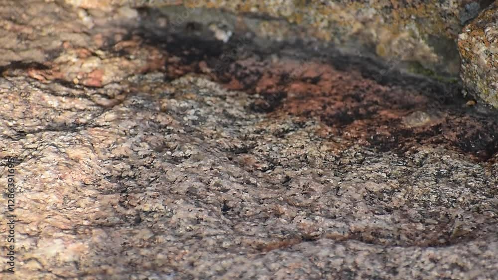 Closeup of southern African rock agama (Agama atra) on a rock Closeup of southern African rock agama (Agama atra) on a rock