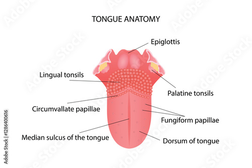 Anatomy of the structure of the human tongue. Vector illustration.