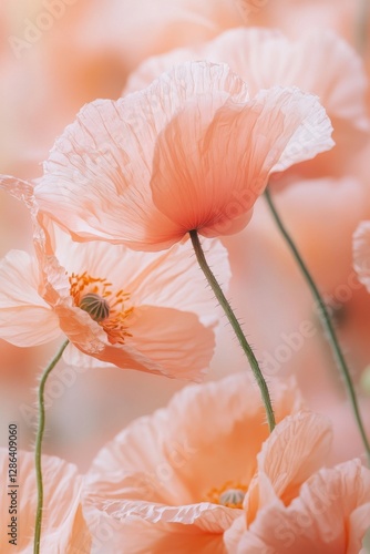 Close-up of delicate pastel poppies in soft pink and orange tones. A dreamy floral composition with gentle lighting, perfect for nature, romance, and botanical themes.
