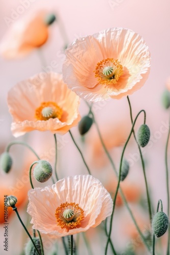 Close-up of delicate pastel poppies in soft pink and orange tones. A dreamy floral composition with gentle lighting, perfect for nature, romance, and botanical themes.