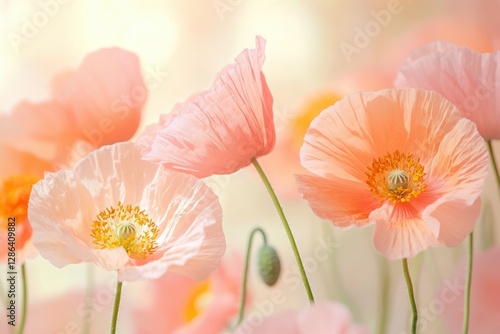 Close-up of delicate pastel poppies in soft pink and orange tones. A dreamy floral composition with gentle lighting, perfect for nature, romance, and botanical themes.