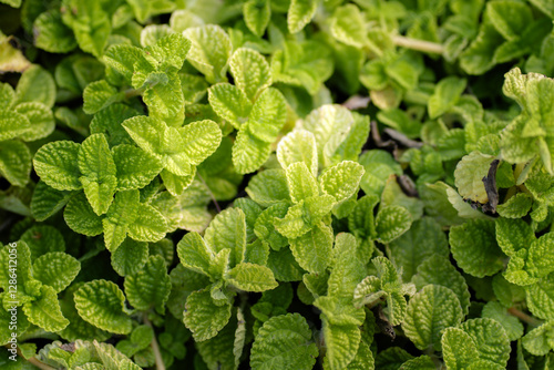 Nature of green leaf in garden at summer. Natural green leaves plants using as spring background cover page greenery environment ecology lime green wallpaper