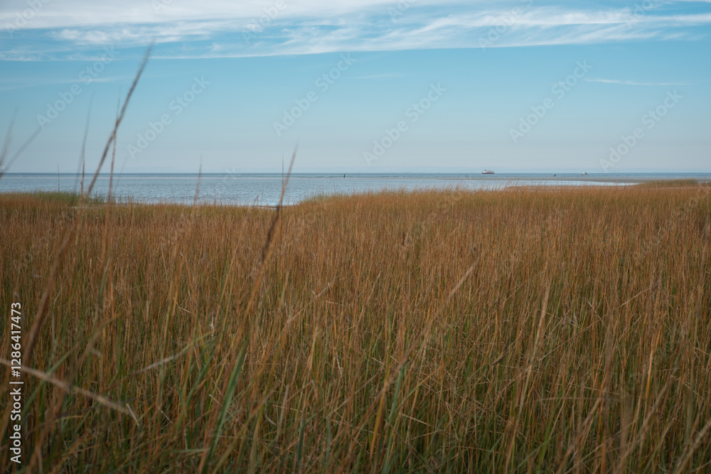 Fototapeta premium Tall grass with an ocean view in the background, Cape Cod, USA.