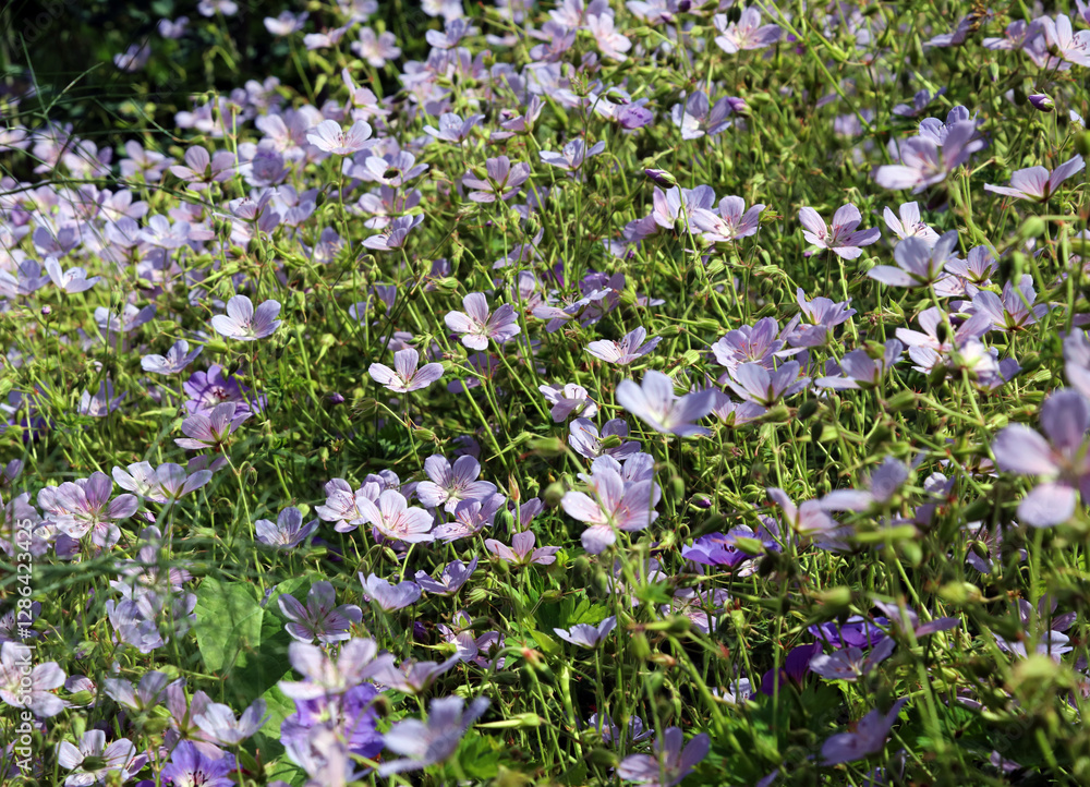 Bed of Meadow Cranesbill blooms, Derbyshire, England
Bed of Meadow Cranesbill blooms, Derbyshire, England